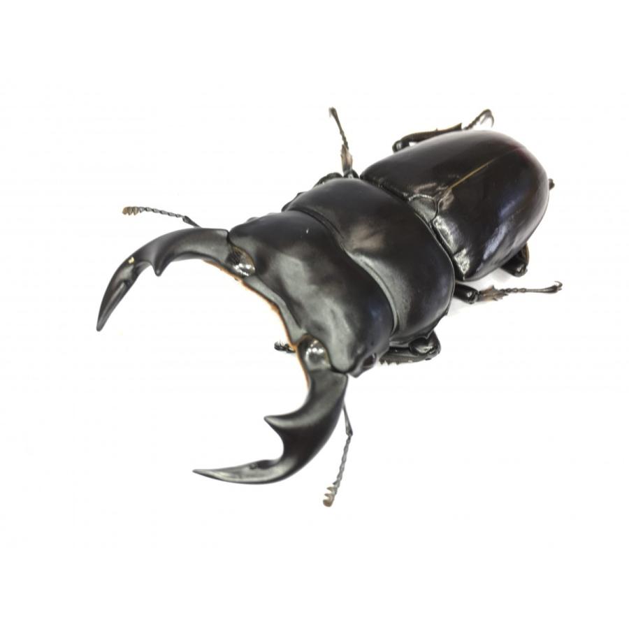 アルナーチャルアンテ  成虫ペア |  | 02