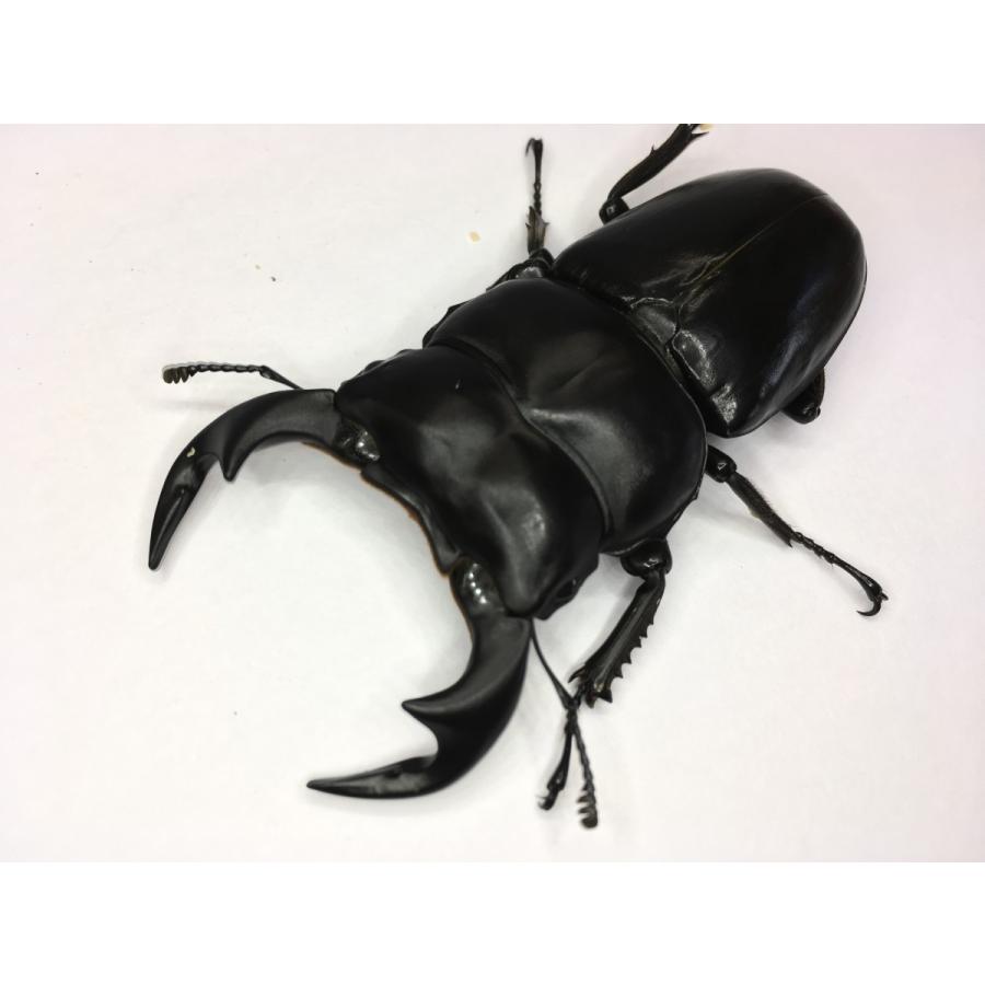 アルナーチャルアンテ  成虫ペア |  | 03