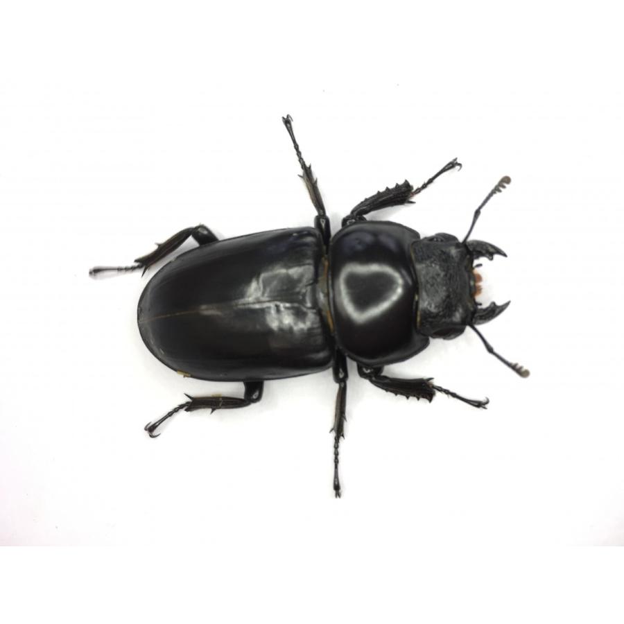 アルナーチャルアンテ  成虫ペア |  | 04