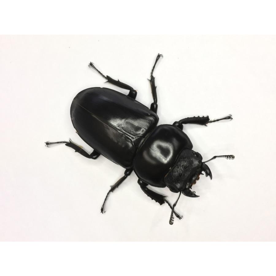 アルナーチャルアンテ  成虫ペア |  | 05