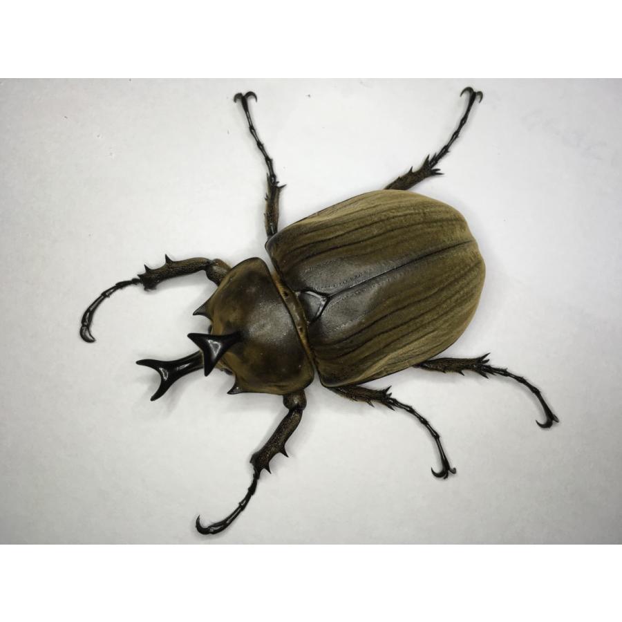 アヌビスゾウカブト 成虫ペア Anubis01 昆虫ショップ Ghost 通販 Yahoo ショッピング