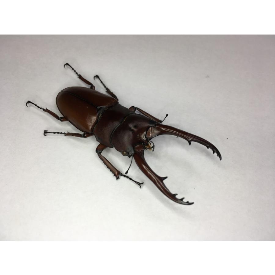 アスタコイデスノコギリ  ３令幼虫ペア |  | 01