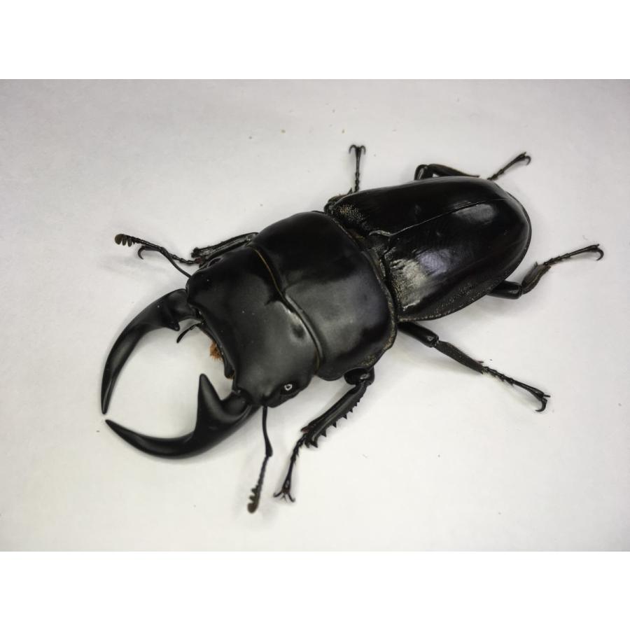 クルビデンスSSP（ババクルビ） |  | 02