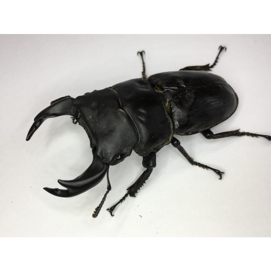 極太系 オオクワガタ （ゴースト）幼虫３頭セット |  | 01