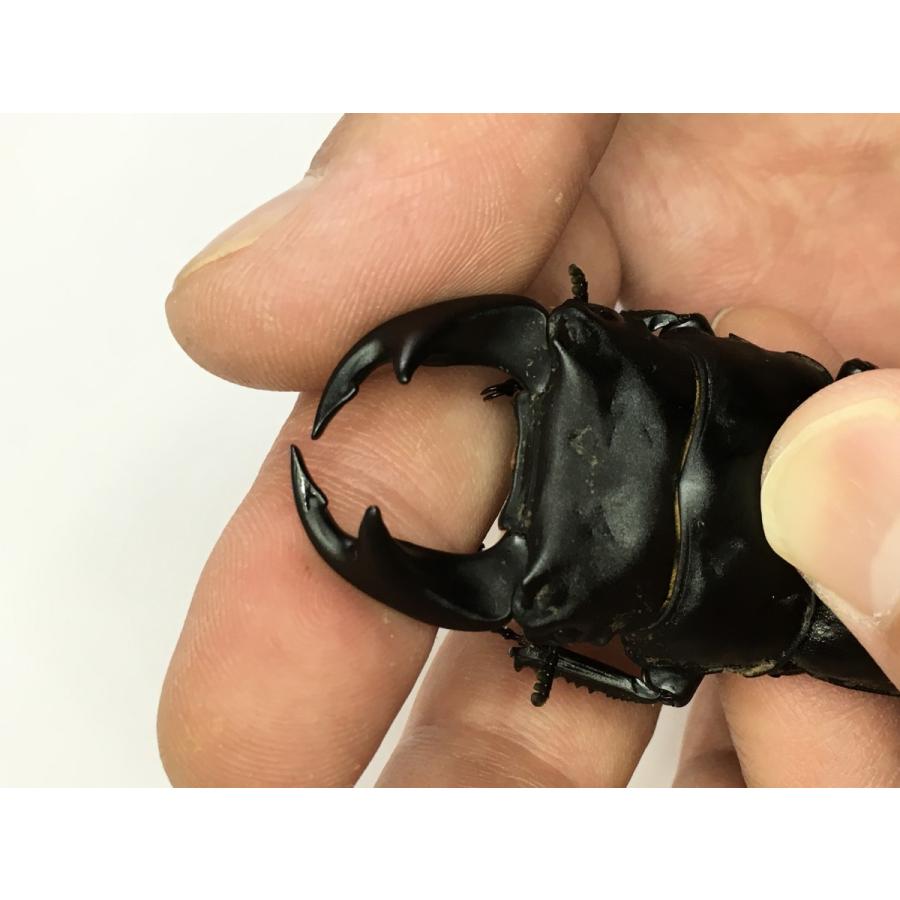 極太系 オオクワガタ （ゴースト）幼虫３頭セット |  | 02