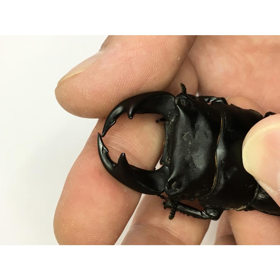 極太系 オオクワガタ （ゴースト）幼虫３頭セット |  | 03