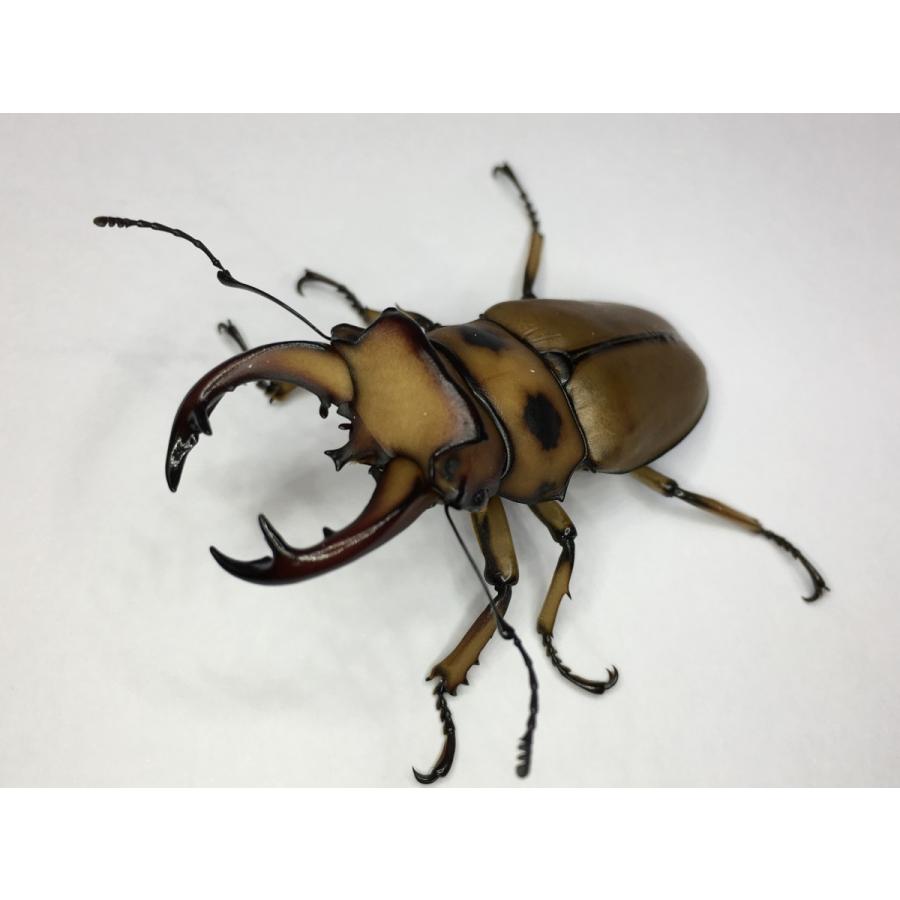 グラディアトールメンガタクワガタ  成虫ペア | 