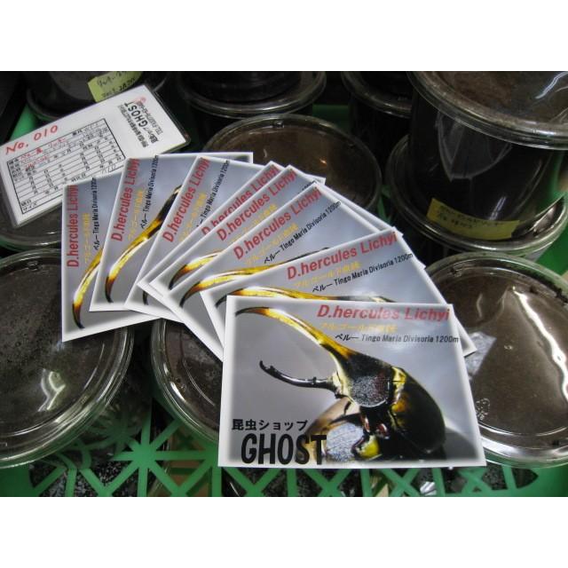 ペルー産フルゴールドリッキー　幼虫ペア |  | 01