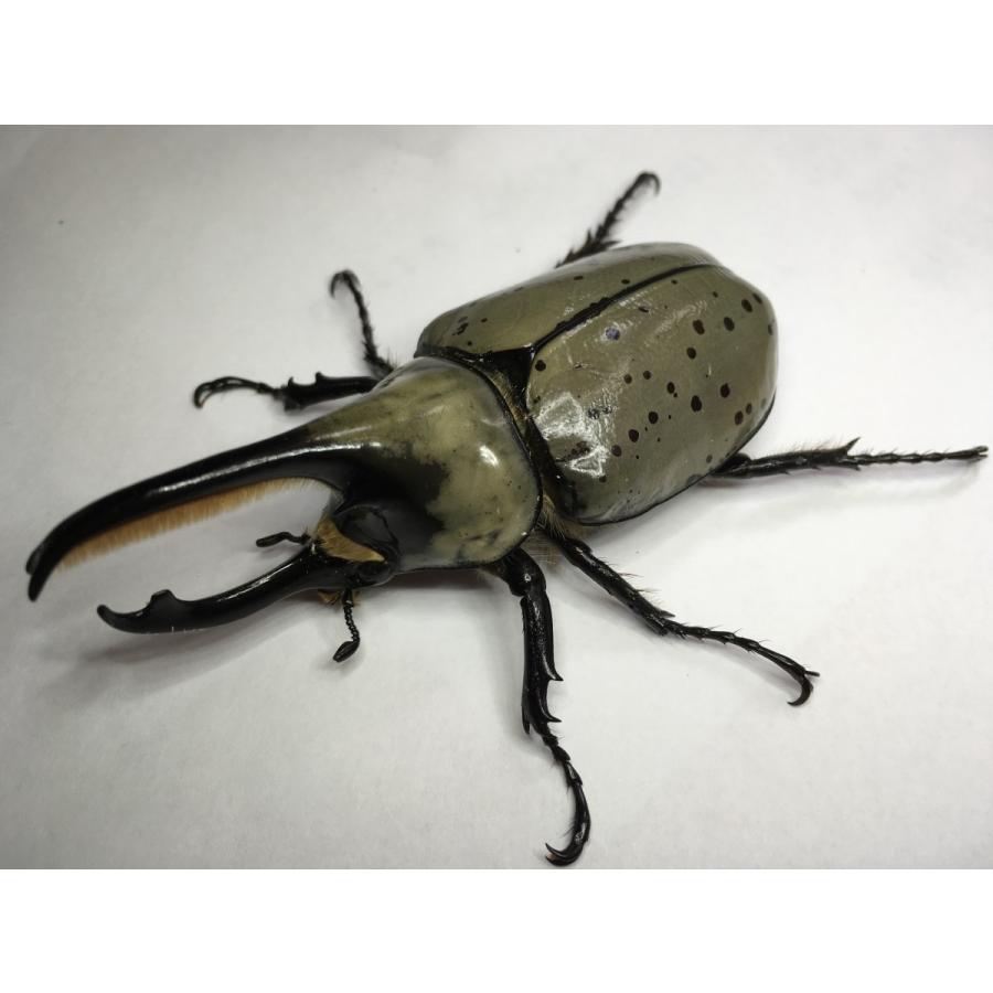 グラントシロカブト 成虫ペア Gran01 昆虫ショップ Ghost 通販 Yahoo ショッピング