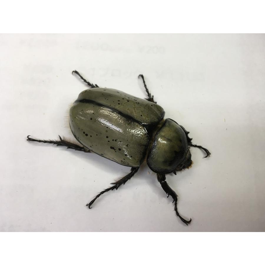 グラントシロカブト  成虫ペア |  | 01