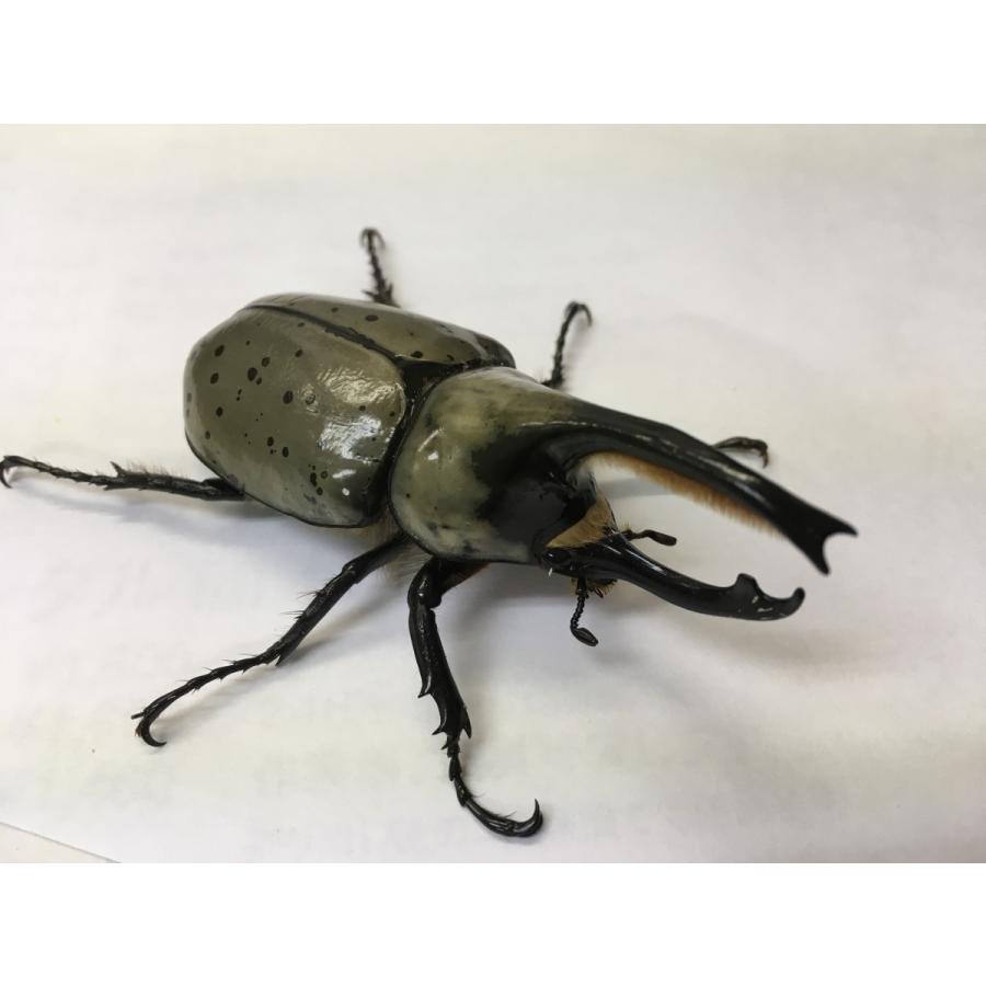 グラントシロカブト  成虫ペア |  | 02