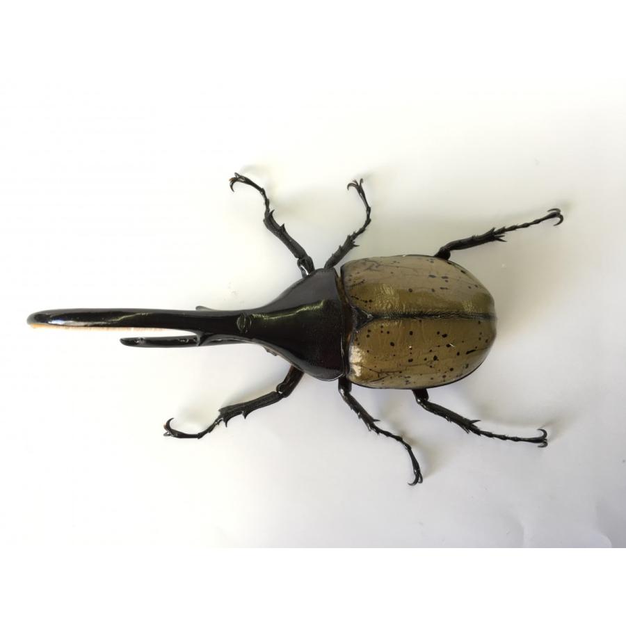 ヘラクレス・ヘラクレス  オオカブト  成虫ペア |  | 02