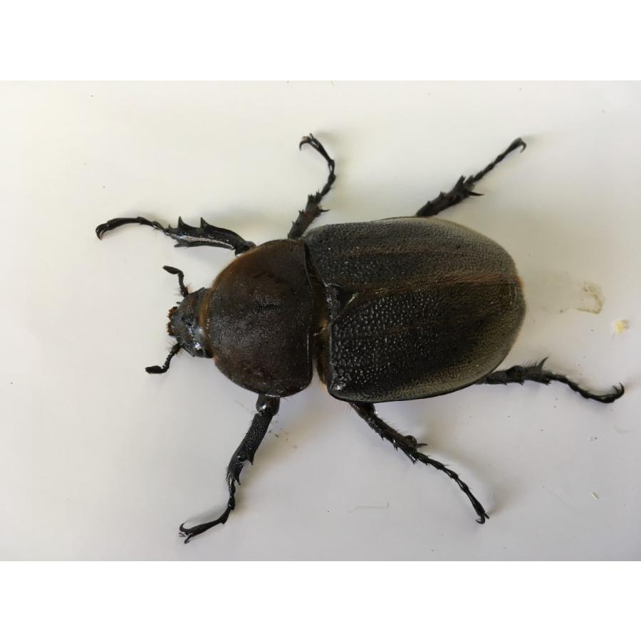 ヘラクレス・ヘラクレス  オオカブト  成虫ペア |  | 04