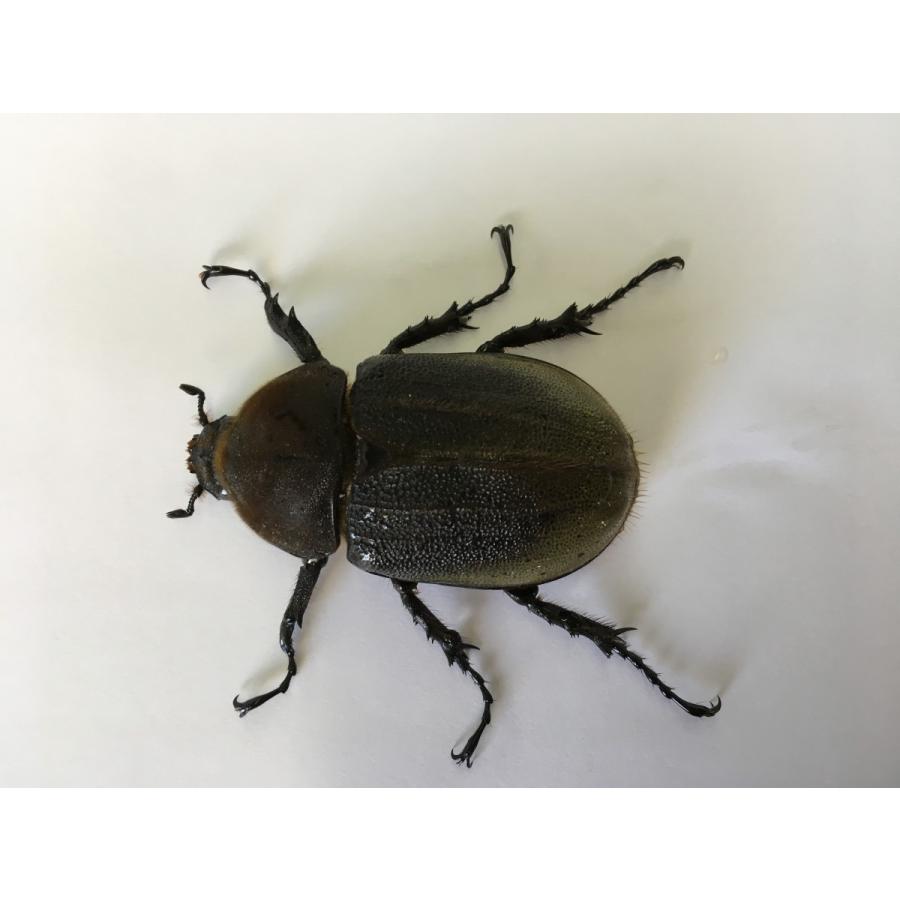 送料込 ヘラクレス ヘラクレス オオカブト 成虫ペア Her02 昆虫ショップ Ghost 通販 Yahoo ショッピング 楽天市場 Www Jolimmo Ch