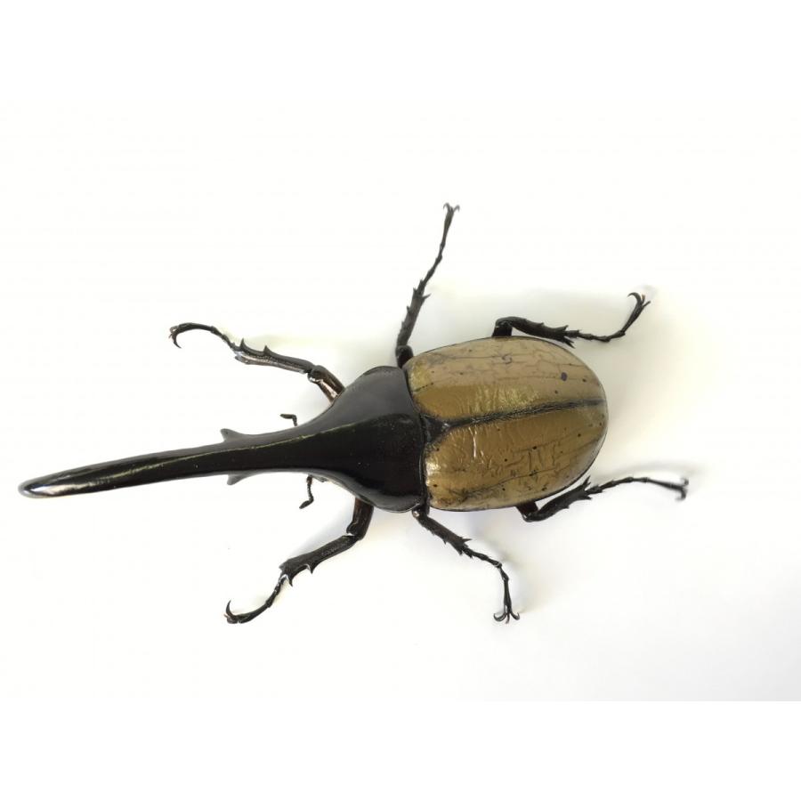 ヘラクレス・ヘラクレス オオカブト成虫ペア |  | 01