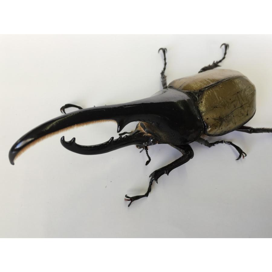 ヘラクレス・ヘラクレス オオカブト成虫ペア |  | 02