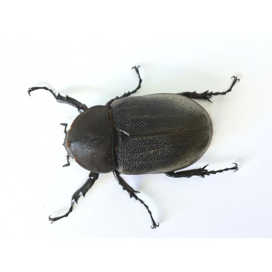 ヘラクレス・ヘラクレス オオカブト成虫ペア |  | 03