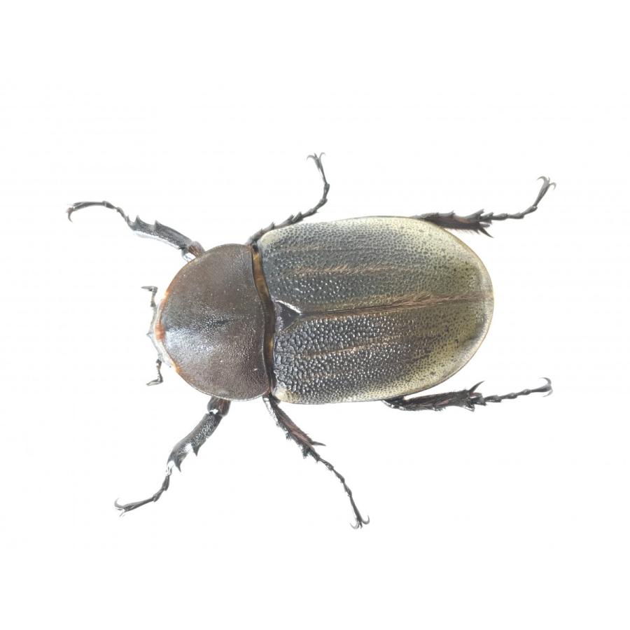 ヘラクレス・ヘラクレス オオカブト成虫ペア |  | 04
