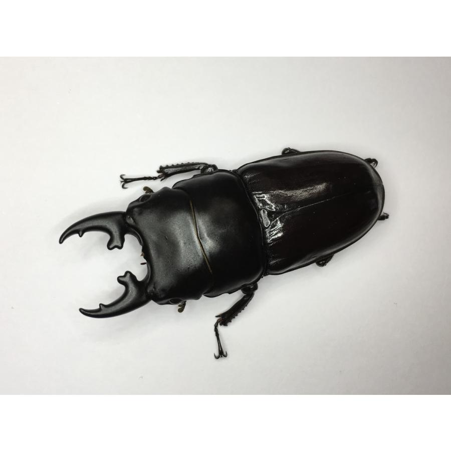 ヒペリオンヒラタクワガタssp.  成虫ペア |  | 01