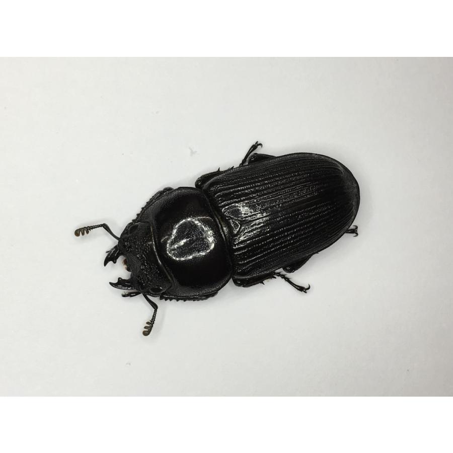 ヒペリオンヒラタクワガタssp.  成虫ペア |  | 02