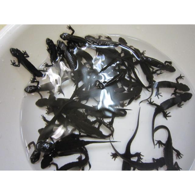 アカハライモリ　ノーマル個体 |  | 05