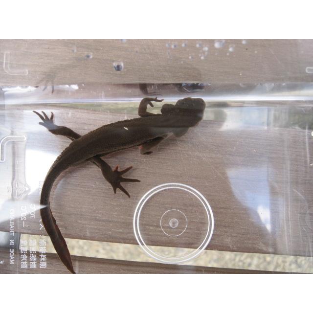 アカハライモリ　ノーマル個体 |  | 02