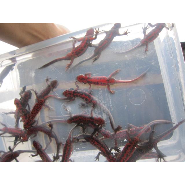 アカハライモリ　ノーマル個体 |  | 07