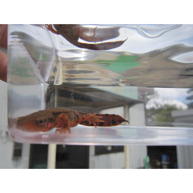 アカハライモリ　ドット柄　セレクト個体 |  | 03