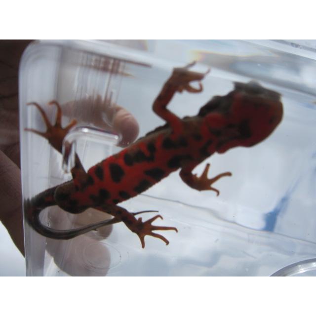 アカハライモリ　ドット柄　セレクト個体 |  | 04