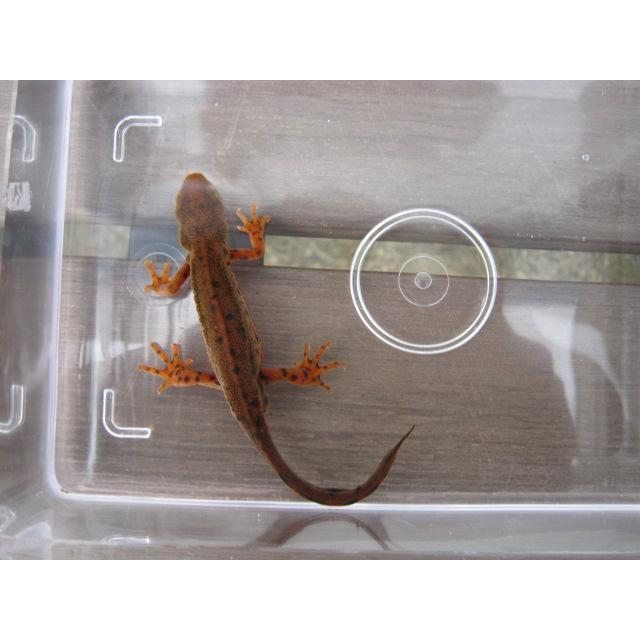 アカハライモリ　ドット柄　セレクト個体 |  | 05