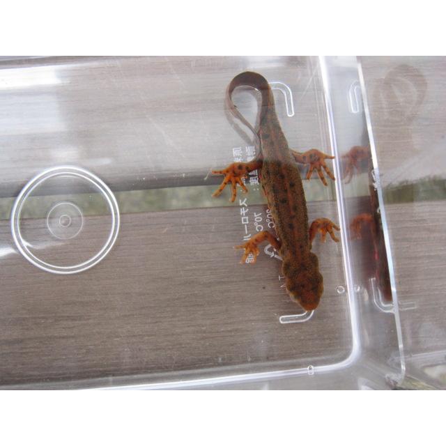 アカハライモリ　ドット柄　セレクト個体 |  | 06