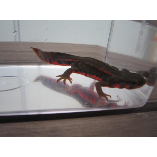 アカハライモリ　美ノーマル個体 | 