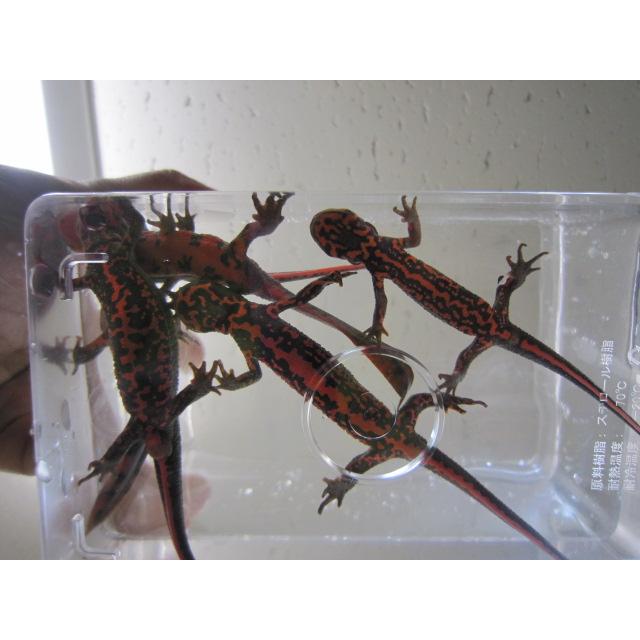 アカハライモリ　美ノーマル個体 |  | 09