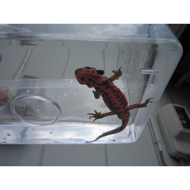 アカハライモリ　美ノーマル個体 |  | 01