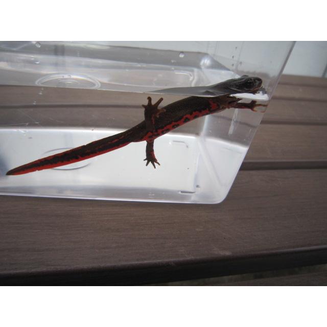 アカハライモリ　美ノーマル個体 |  | 03