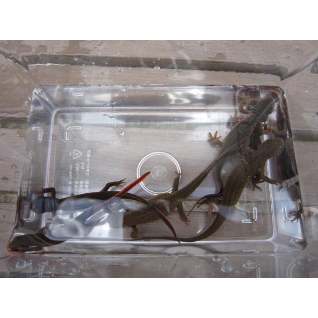 アカハライモリ　美ノーマル個体 |  | 06