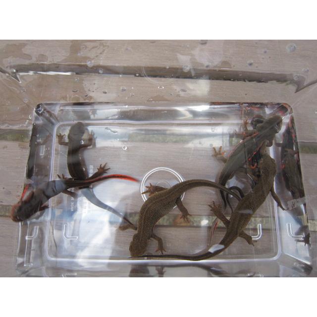 アカハライモリ　美ノーマル個体 |  | 07