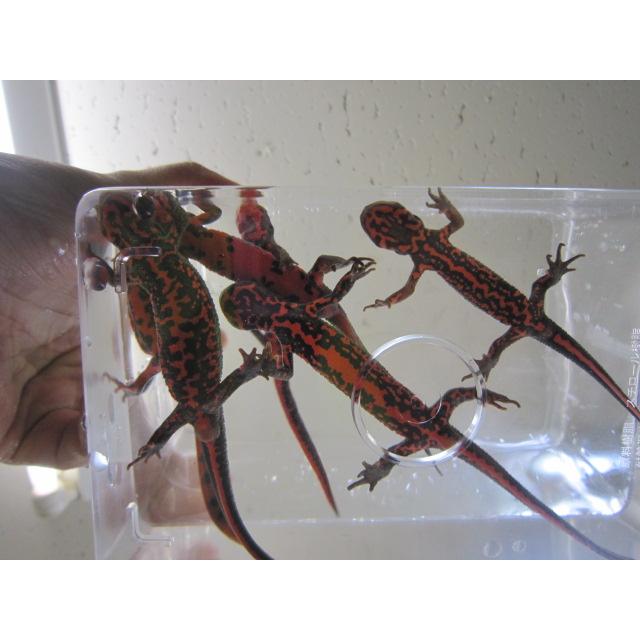 アカハライモリ　美ノーマル個体 |  | 08