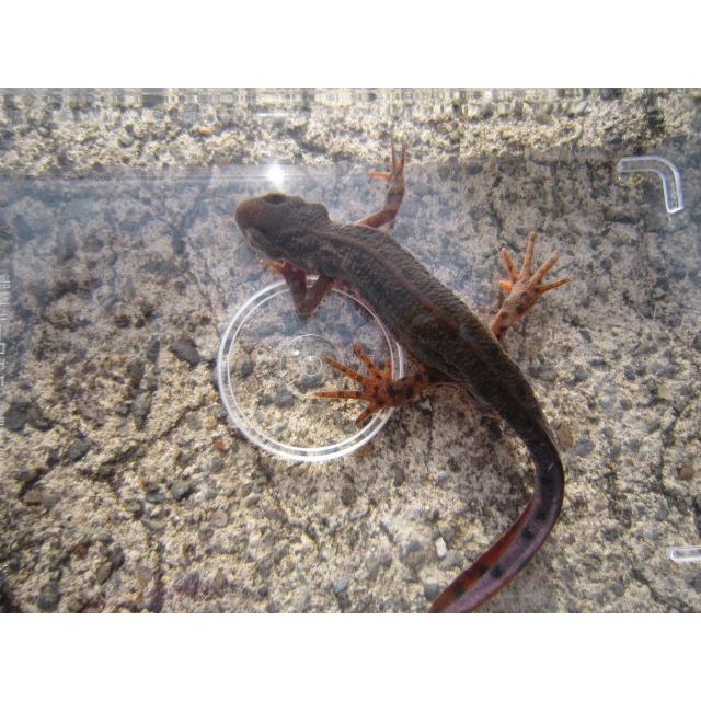 アカハライモリ　ドット柄　セレクト個体 | 