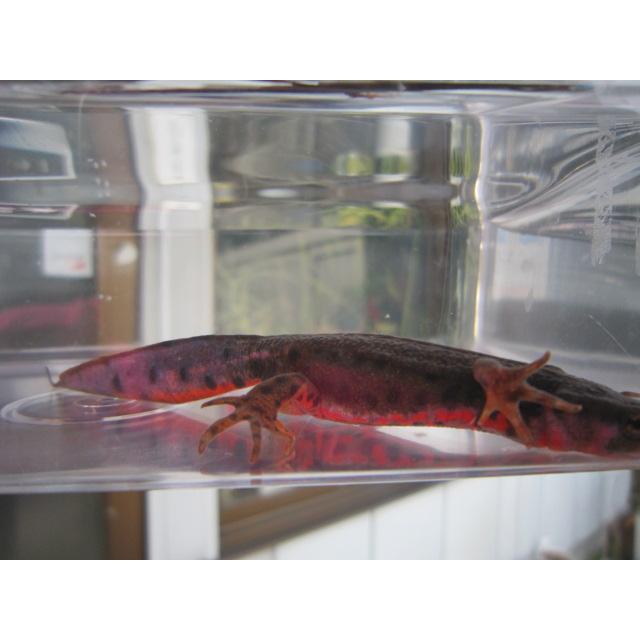 アカハライモリ　ドット柄　セレクト個体 |  | 01