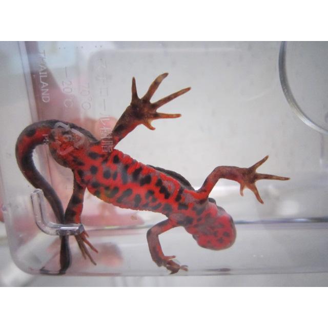 アカハライモリ　ドット柄　セレクト個体 |  | 02