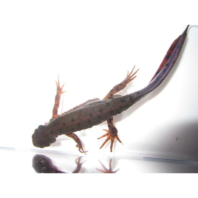 アカハライモリ　ドット柄　セレクト個体 |  | 03