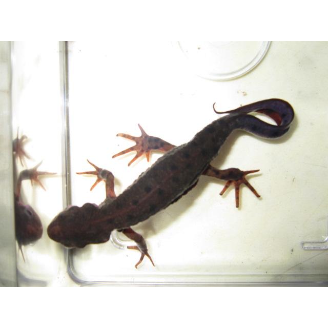 アカハライモリ　ドット柄　セレクト個体 |  | 04