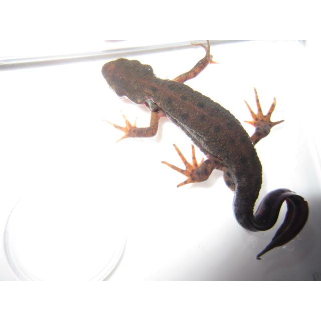 アカハライモリ　ドット柄　セレクト個体 |  | 05