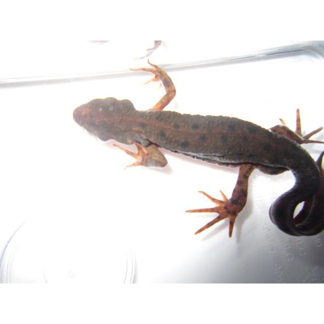 アカハライモリ　ドット柄　セレクト個体 |  | 06