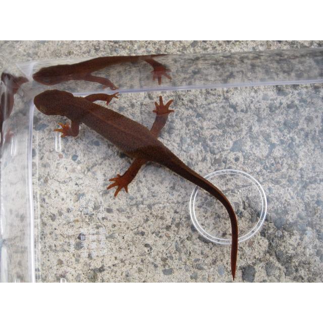 アカハライモリ　レッド柄　セレクト個体 | 