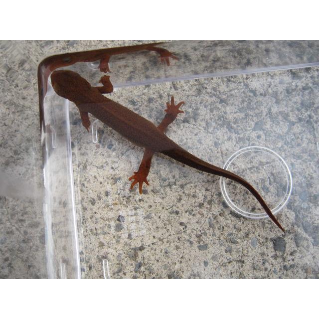 アカハライモリ　レッド柄　セレクト個体 |  | 01