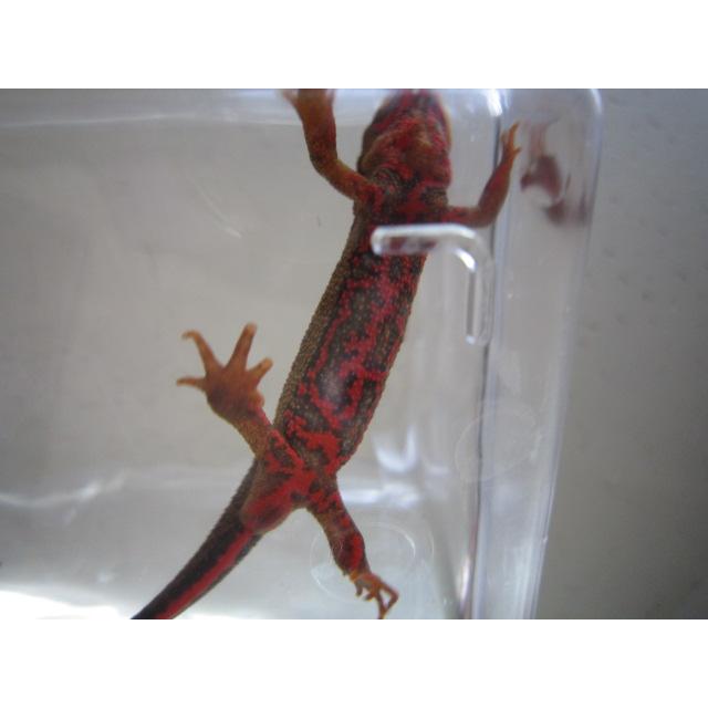 アカハライモリ　レッド柄　セレクト個体 |  | 05
