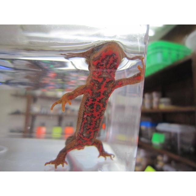 アカハライモリ　レッド柄　セレクト個体 |  | 06