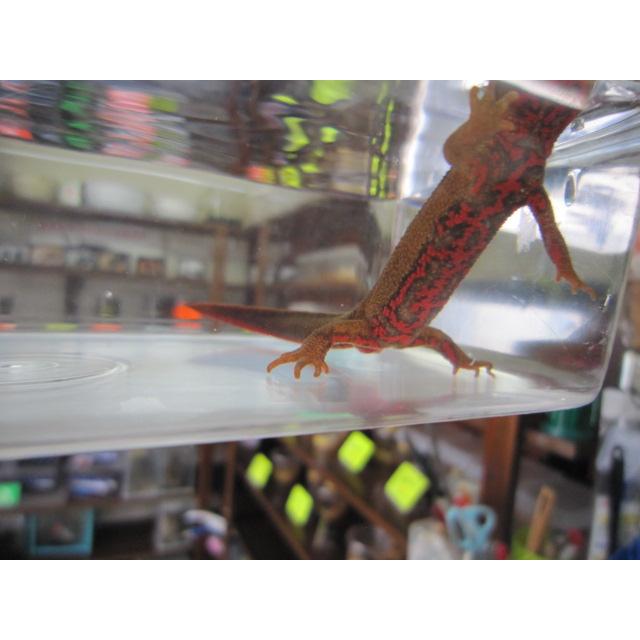 アカハライモリ　レッド柄　セレクト個体 |  | 07